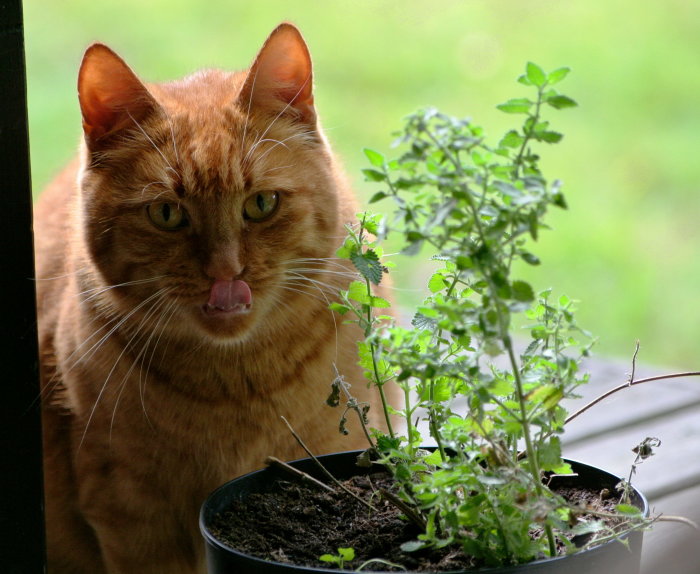 Röd katt slickar sig om munnen framför en kruka med kattmynta.