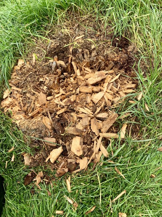 Borttagen stubbe med kärnved och kåda, omgiven av gräs, redo för naturens nedbrytningsprocess.