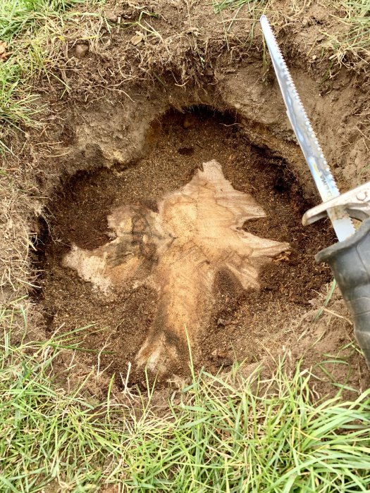 En nyligen avlägsnad trädstubbs kärnved i en grävd grop med kådalukt, med en spade synlig ovanför.