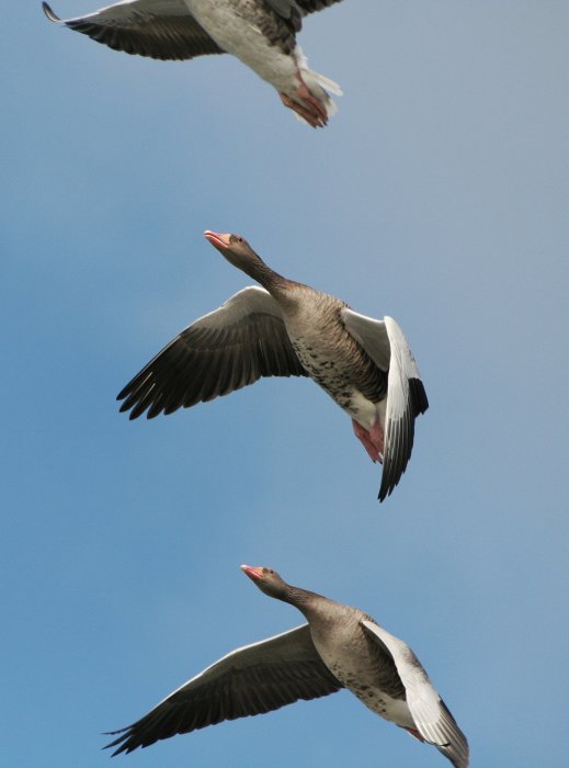 Flock gäss i flykt mot klarblå himmel, med vingarna utspända.