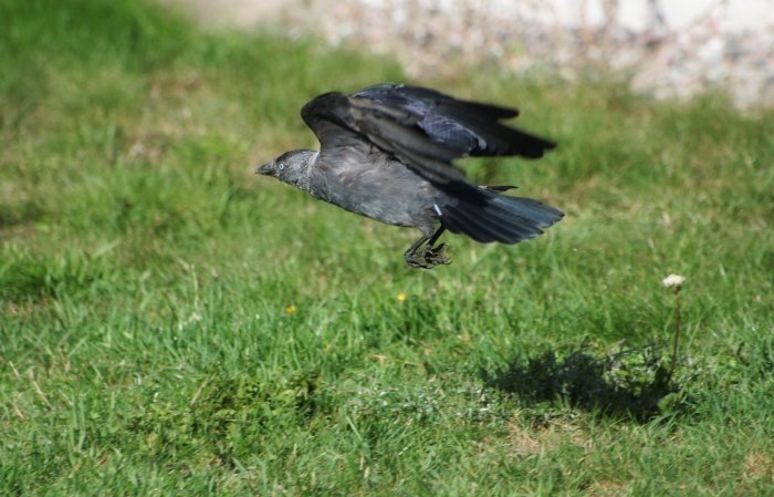 En gråfärgad kaja i flykt lågt över grön gräsmatta.