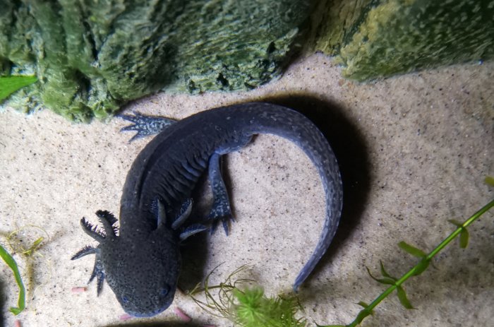 En mexikansk salamander, även känd som axolotl, i ett akvarium som används som vinkyl.