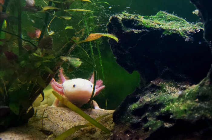 En mexikansk salamander i ett akvarium omgivet av gröna växter och stenar.