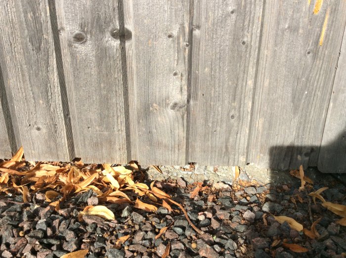 Grå trävägg av carport och dess undre del vid marknivå med stenar och löv, utan synlig skada eller oljebehandling.