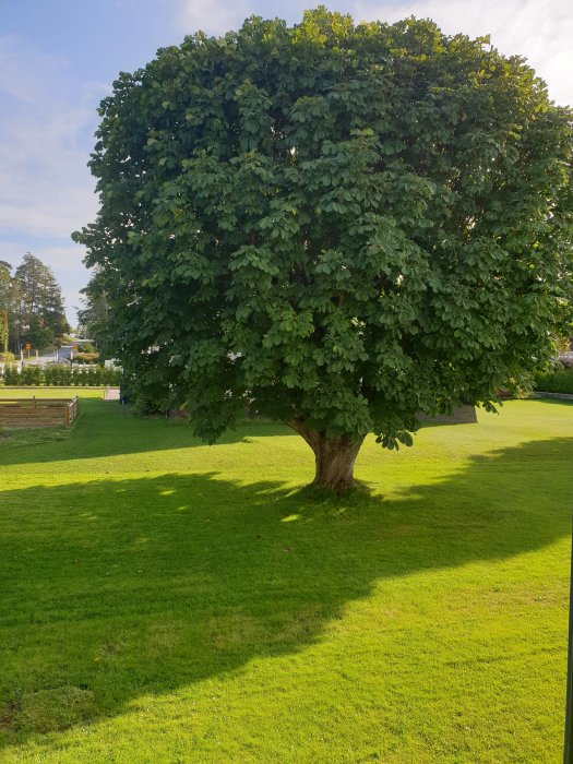 Lummig hästkastanj i en trädgård som skymmer utsikt mot grannhuset.