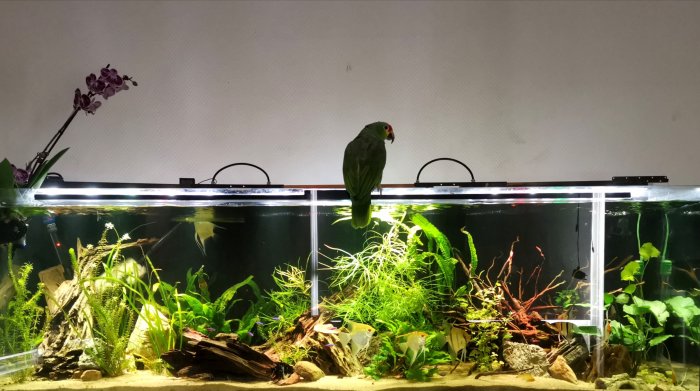 Stort akvarium i vardagsrum med levande växter och fiskar, samt en papegoja ovanpå.
