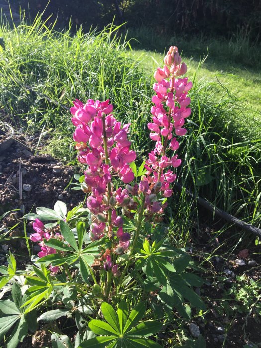 Lupiner i full blom i trädgården med grönt gräs i bakgrunden.