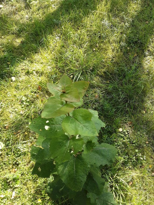 Grönt bladväxt, möjligt parkslide, i gräsmark med solljus och skuggor.