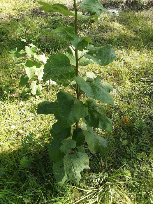 En växt med stora gröna blad i gräsmark, eventuellt parkslide.