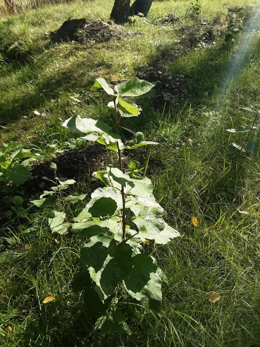 En ung växt med stora gröna blad i en gräsmark möjligtvis parkslide.