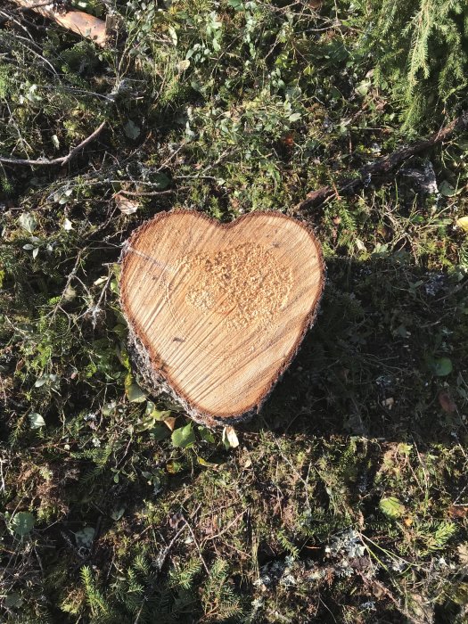 Trädstubbe med hjärtliknande form på marken omgiven av grönt mossa och löv.