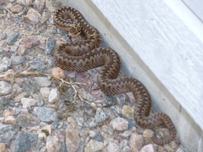 Huggorm i närbild som ligger på en grusbädd intill en husvägg.