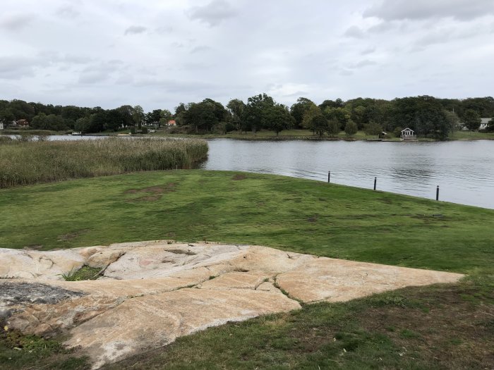 Gräsbevuxen strand med kala fläckar där förgrodda frön planterats, intill en insjö.