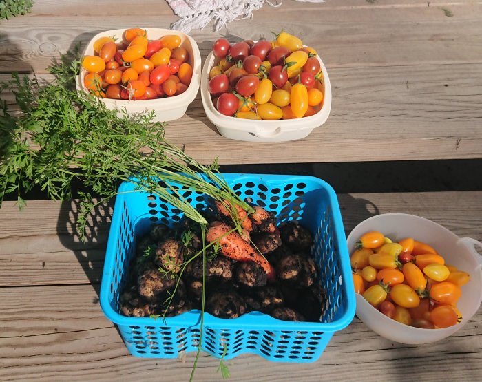 Skörd av färska grönsaker med röda och gula tomater i korgar och nygrävda potatisar och morötter i blå låda på träbord.