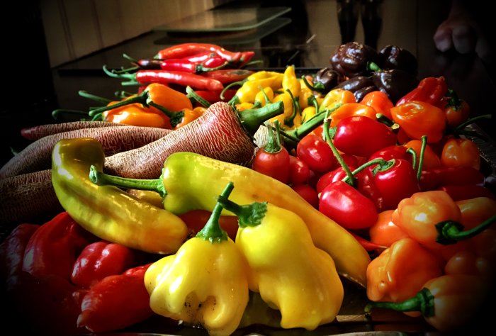 Färgglada skördade chilifrukter i olika storlekar och färger på ett bord.