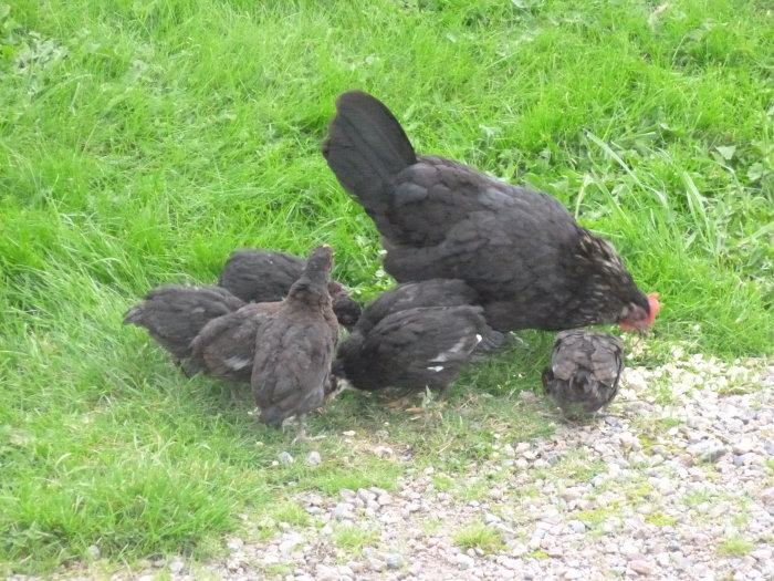 En höna med sex kycklingar som letar efter mat på gräs och grus.