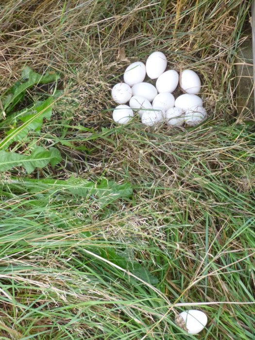 Ett gömt reda med vita hönsägg bland gröngräs och gräsklipp.