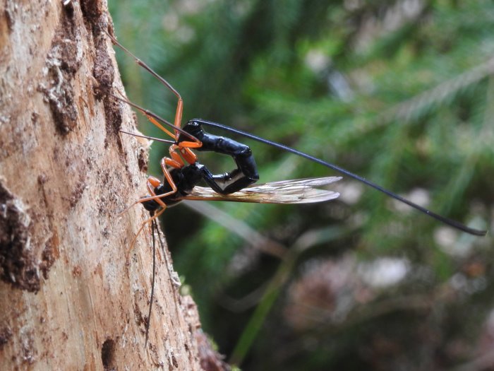 Parasitstekelhona av arten Rhysella approximator som förbereder äggläggning i granstam.