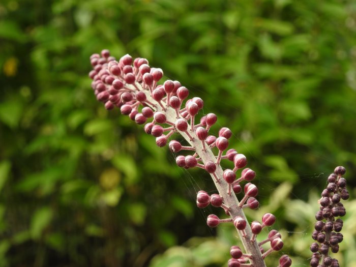 Närbild av Höstsilverax 'Brunette' med omogna, rödaktiga knoppar mot suddig grönskabakgrund.