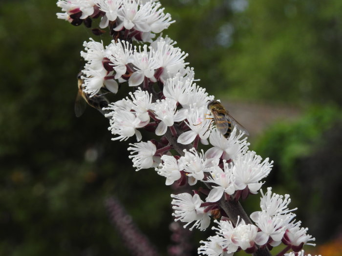 Höstsilverax 'Brunette' med vita blommor och mörka stjälkar med bin som samlar nektar