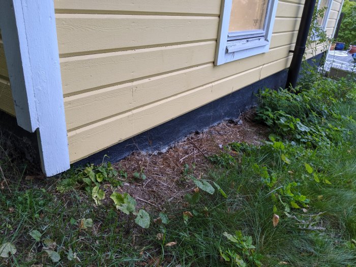 Utsidan av en tillbyggnad på ett gult hus med träfasad ovanpå en svart fuktskyddande membran vid grunden omgiven av vegetation.