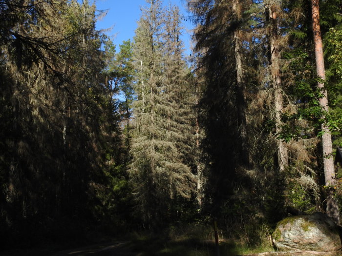 Bild av ett skogsområde med döende och döda granar, som visar de brunna barren och trädens förödelse.