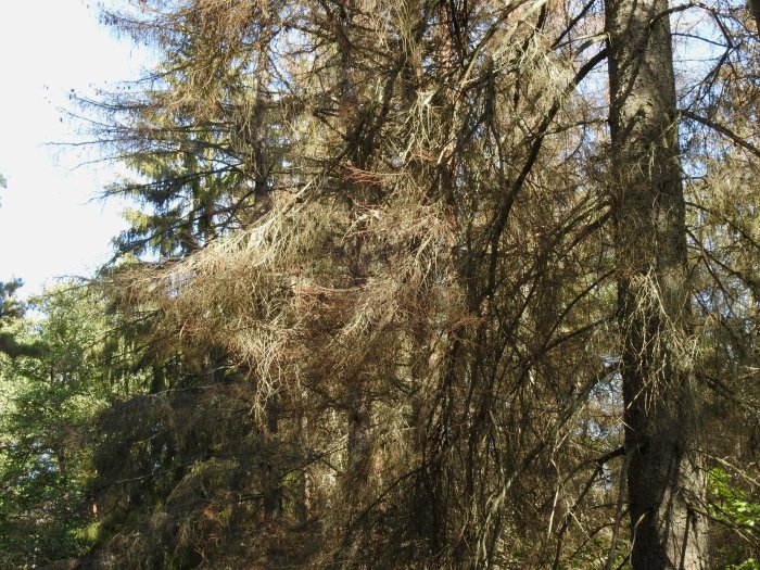 Skadade och döda granar i ett naturreservat som visar tecken på förödelse i skogsområdet.