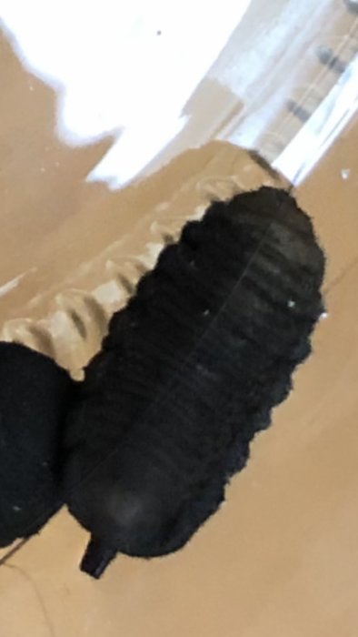 Svart larv ca 15mm med ljusare undersida upptäckt i nymålad källare.