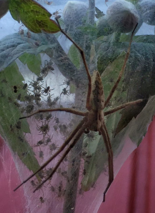 En spindelmamma med sina nykläckta ungar i ett spindelnät på en blomplantas blad.