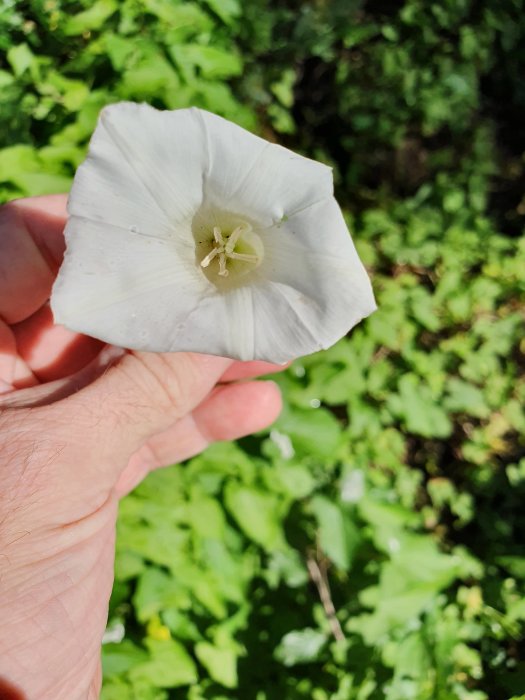 Hand som håller en vit klängväxts blomma med gröna bladväxter i bakgrunden.