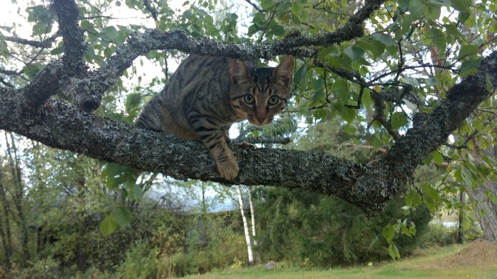 Katt som klättrar i ett träd, ligger på en gren och tittar in i kameran.