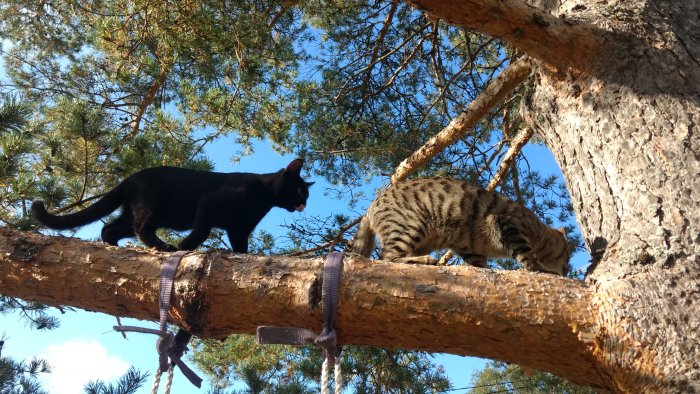 Två katter klättrar på en tjock gren i ett tallträd under en klarblå himmel.