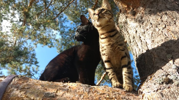 Två katter som klättrar i ett träd, en svart och en randig, mot en bakgrund av blå himmel och grenar.