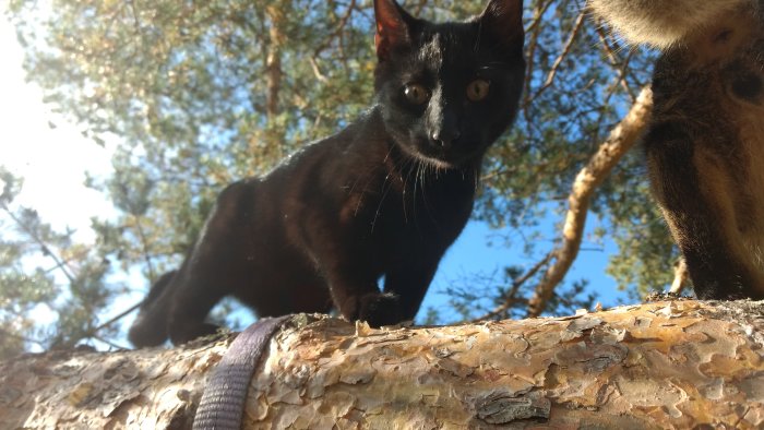 Svart katt som klättrar på ett träd, tittar in i kameran med skog i bakgrunden.