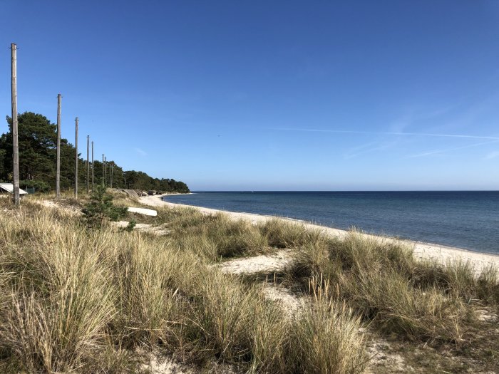 Sandstrand med tuvor av strandgräs, tallar och ledstolpar under en klarblå himmel vid havet.