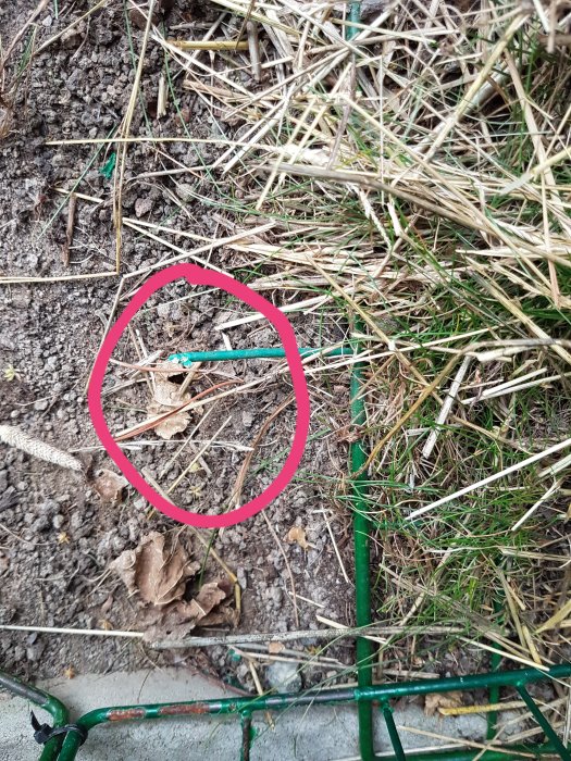 Jord och gräs med en markerad avskalad kabel i centrum, skadad av djur, nära ett staket.