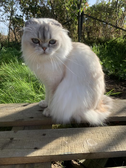 Långpälsad katt sitter på träplank och njuter av solskenet i en säkrad uteplats.