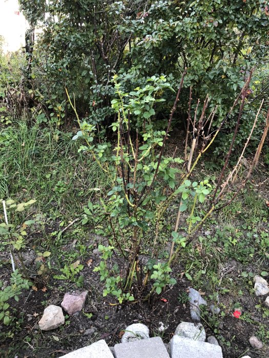En nyligen flyttad rosbuske med nya blad som visar tecken på återhämtning i en trädgård.