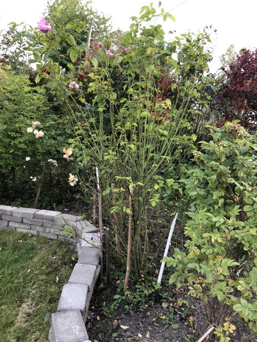 Övervuxen rosbuske som nått flera meter i höjd i en välplanerad trädgård med andra buskar och en gräsmatta.