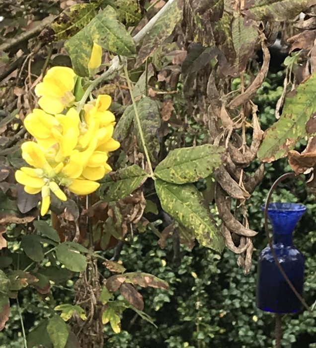 Gula blommor på en guldregn med delvis vissna löv i förgrunden och en blå hängande vas i bakgrunden.