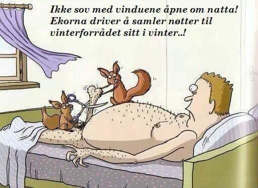 Illustration av ekorrar som samlar nötter på en sovande mans mage genom ett öppet fönster.