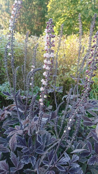 Höstsilverax växter täckta av frost med lila blad och vita blomställningar.