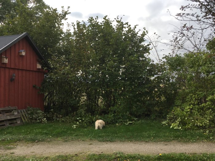 Hund som kvalitetskontrollerar beskärningsarbete vid en hasselskog nära ett rött trähus.