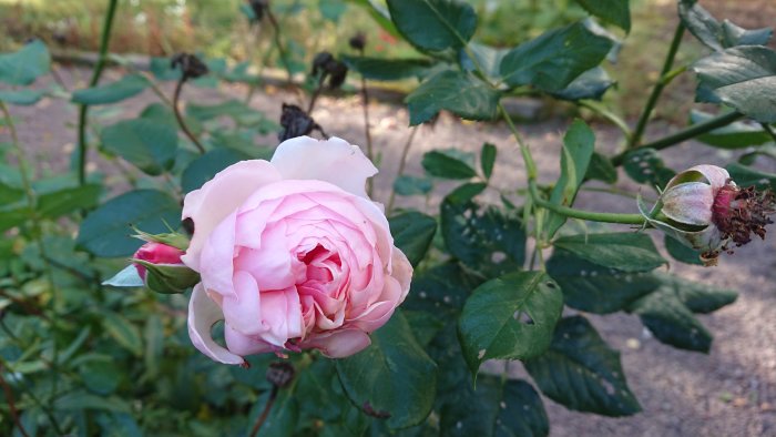 Närbild av en ljusrosa ros i blom med knoppar och lövverk i bakgrunden.