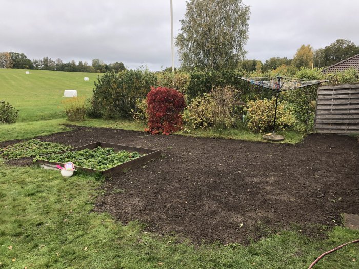 Nyjämnad jord redo för gräsfrö bredvid befintlig gräsmatta och rabatter.