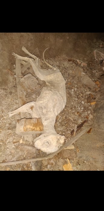 Mumifierad katt som ligger på sidan på ett lerigt underlag under ett äldre hus.