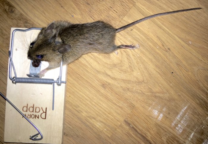 Musgift? | Sida 5 | Byggahus.se