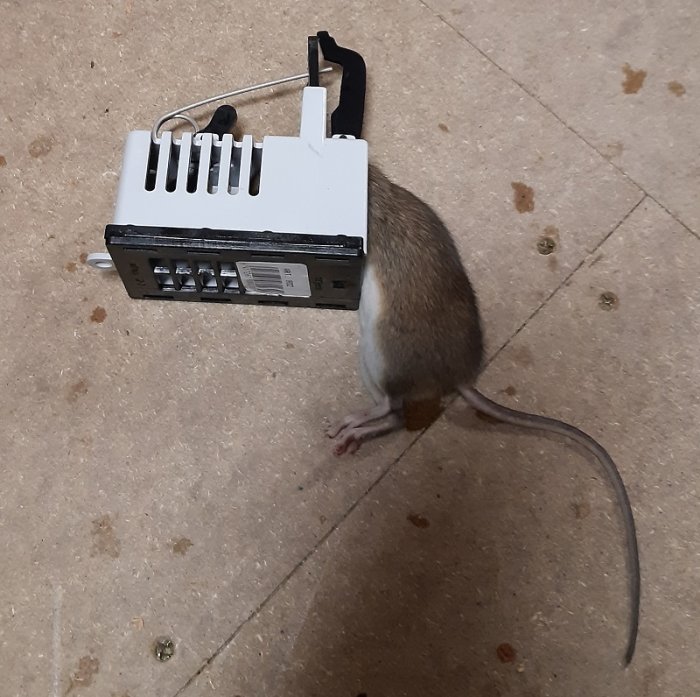 Musgift? | Sida 5 | Byggahus.se