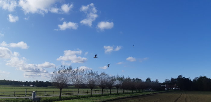 Flera storkar flyger över en nyklippt äng under en klarblå himmel med vita moln.