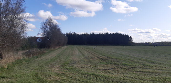 Nyklippt gräsmatta med storkar som letar föda, träd i bakgrunden och delvis molnig himmel.